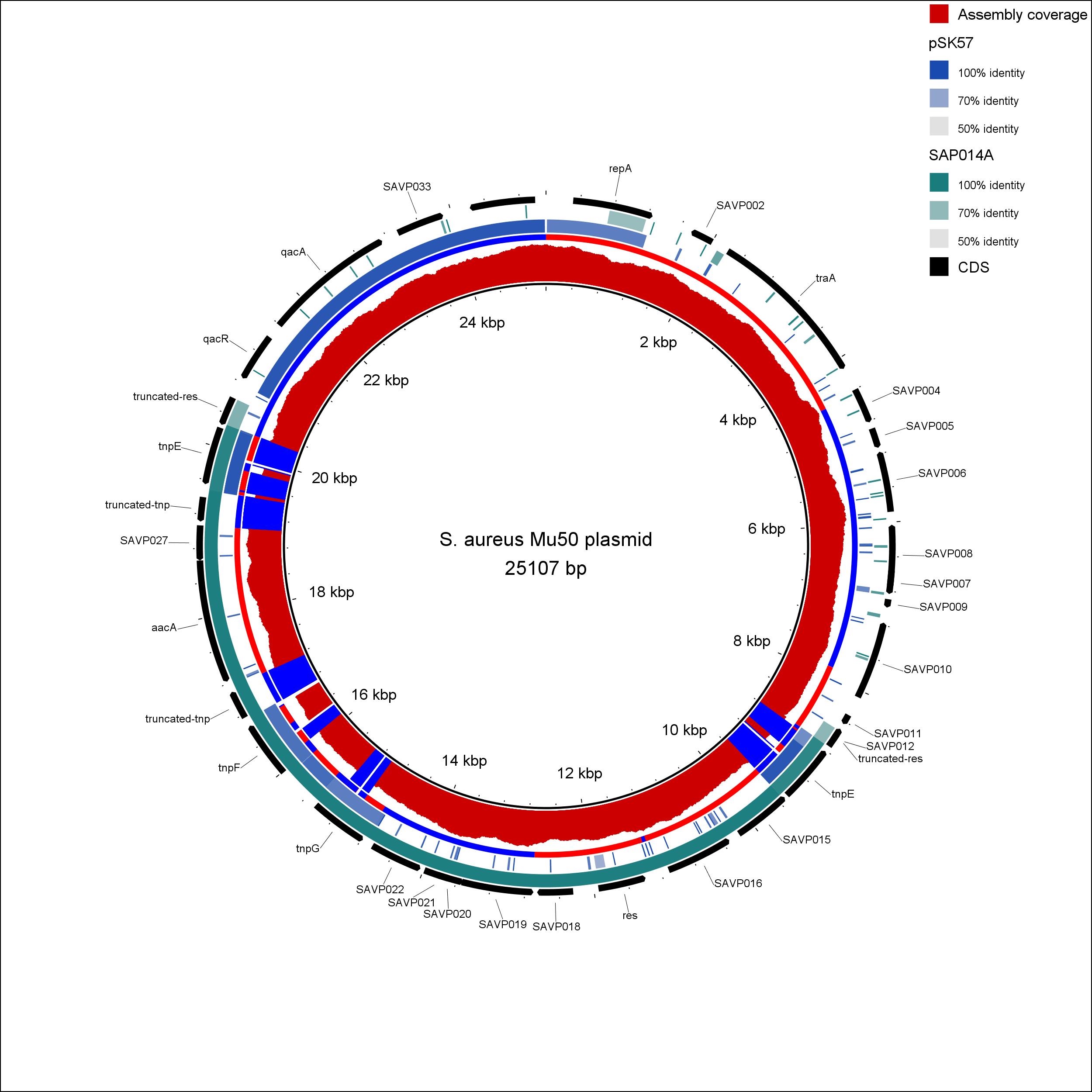 S. aureus Mu50 plasmid - ace assembly
